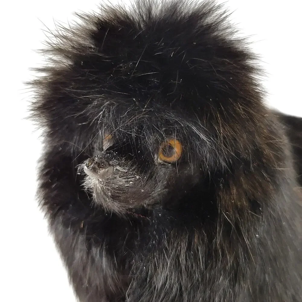 Vintage Black Poodle Dog Figurine Realistic Real Fur 6